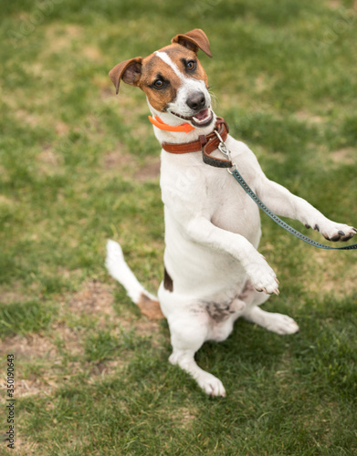 Fototapeta Naklejka Na Ścianę i Meble -  dog jack russell terrier walks on green grass
