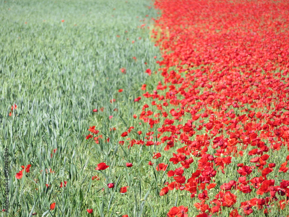 Beautiful red poppies full of flowers mixed with cereal