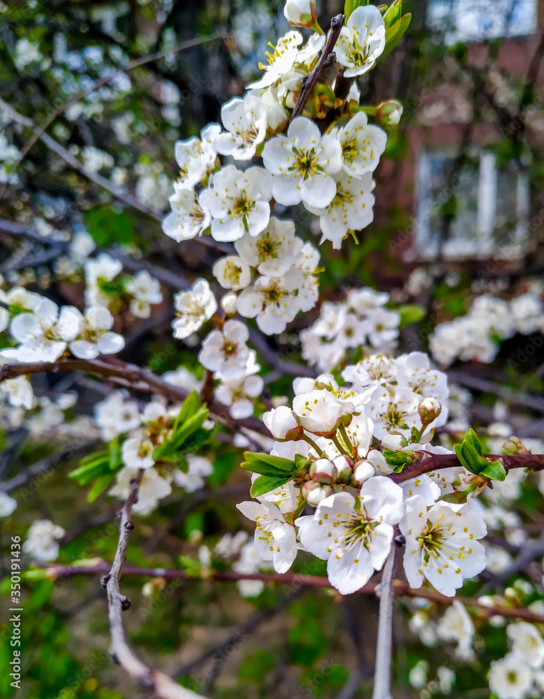 Spring blossoms flowers on the street on sunny days Spring blossoms flowers on the street on sunny days