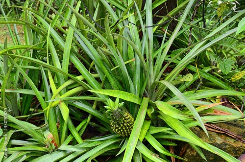 Pineapple Plant © S