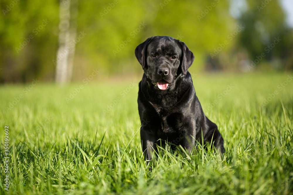 Black labrador retriever lab outdoor sitting in summer park on the grass Black labrador retriever lab outdoor sitting in summer park on the grass