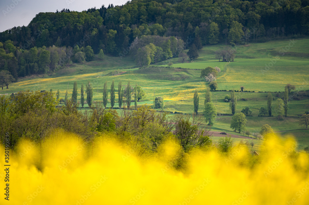 hillside in the swiss jura during spring with a blooming rapefie