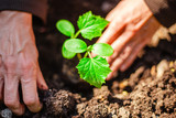 Little green plant of cucumber being put into soil in the home garden. Woman's hands grab soil and plant the seedling at the kaleyard. Horticulture and home garden concept.