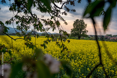 Beautiful spring landscape with a giant pear tree and a blooming photo