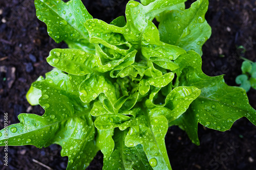 Kopfsalat nach Regen
