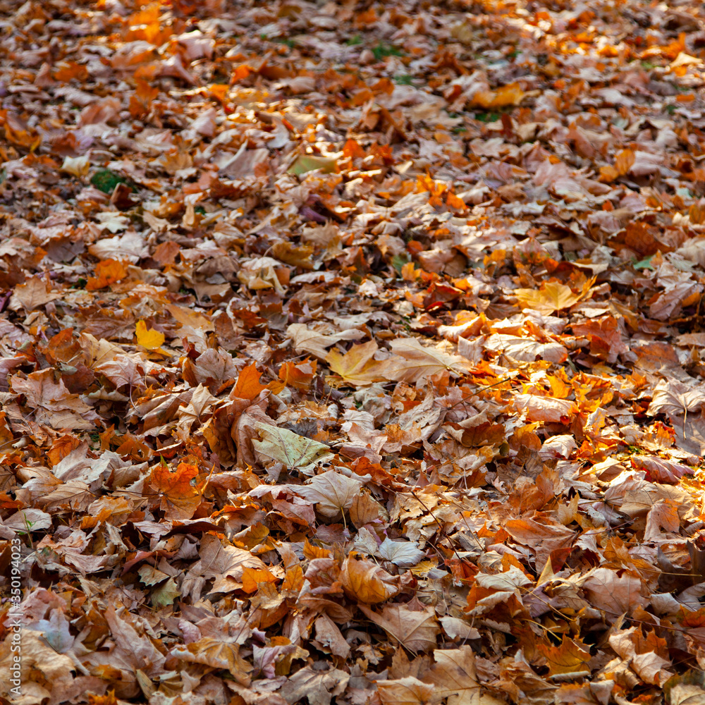 Fallen leaves on the ground.