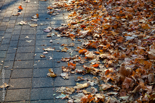 Fallen leaves on an alley in a park close-up. © Elena Blokhina