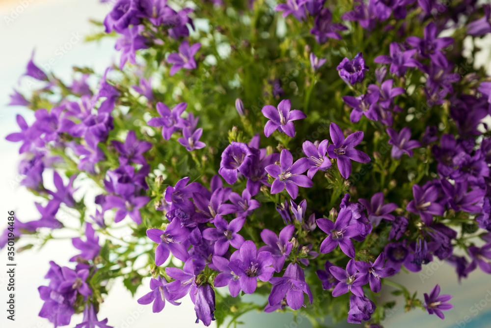 the flowers are lilac Campanula in the pot the flowers are lilac Campanula in the pot