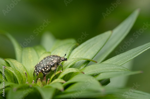 A white spotted rose beetle sitting on a plant