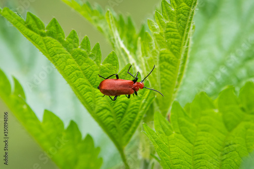 A fire colored beetle sitting on a nettle photo