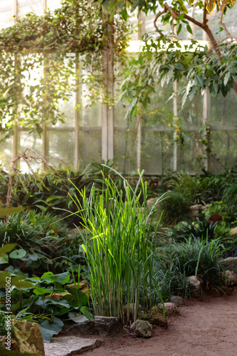 Fototapeta Naklejka Na Ścianę i Meble -  View of tropical swamp plants collection in greenhouse/glasshouse. Sun light. Vertical.