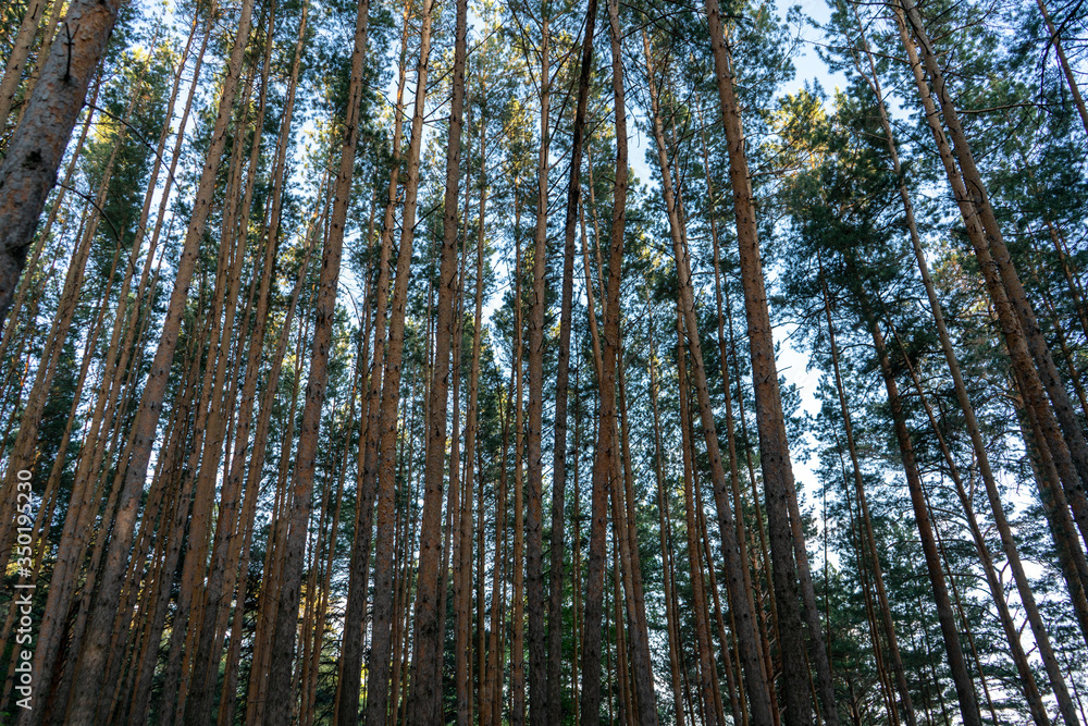 Pine forest against the sky. Pine forest against the sky.