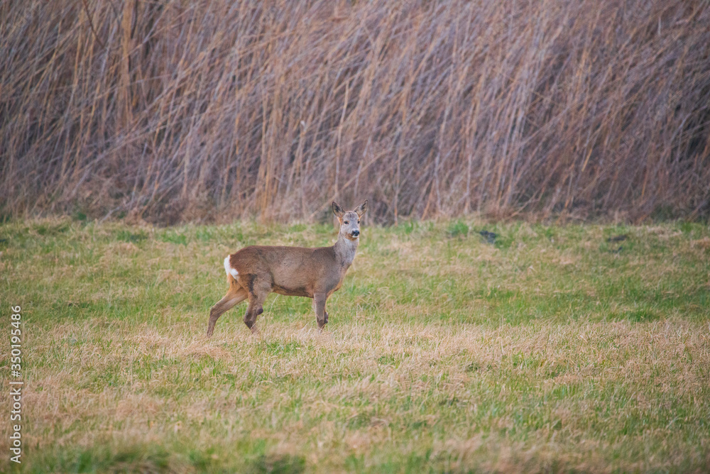 Female European roe deer - Capreolus capreolus Female European roe deer - Capreolus capreolus