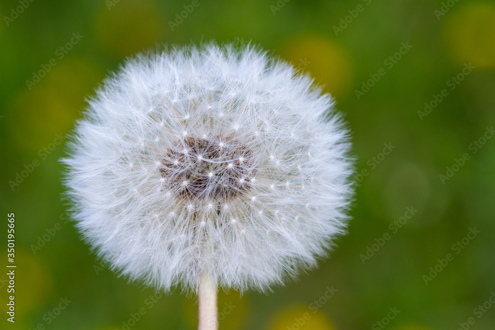 Macro view of the blossom of mature Dandelion with seeds in front of green grass background. Taraxacum Ruderalia. Macro view of the blossom of mature Dandelion with seeds in front of green grass background. Taraxacum Ruderalia.