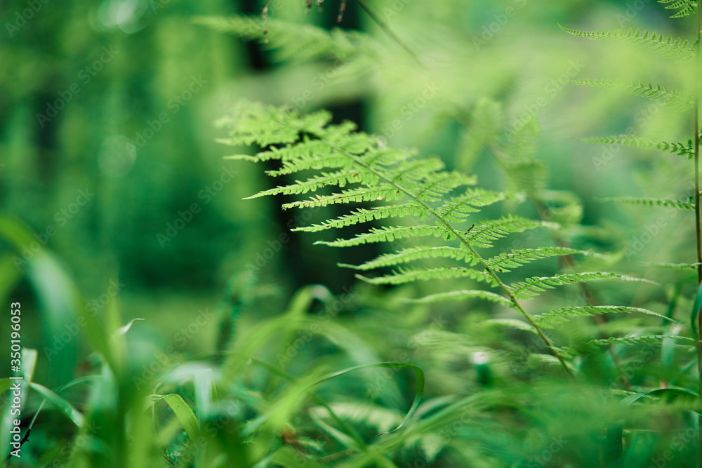 Ferns in the forest nature background