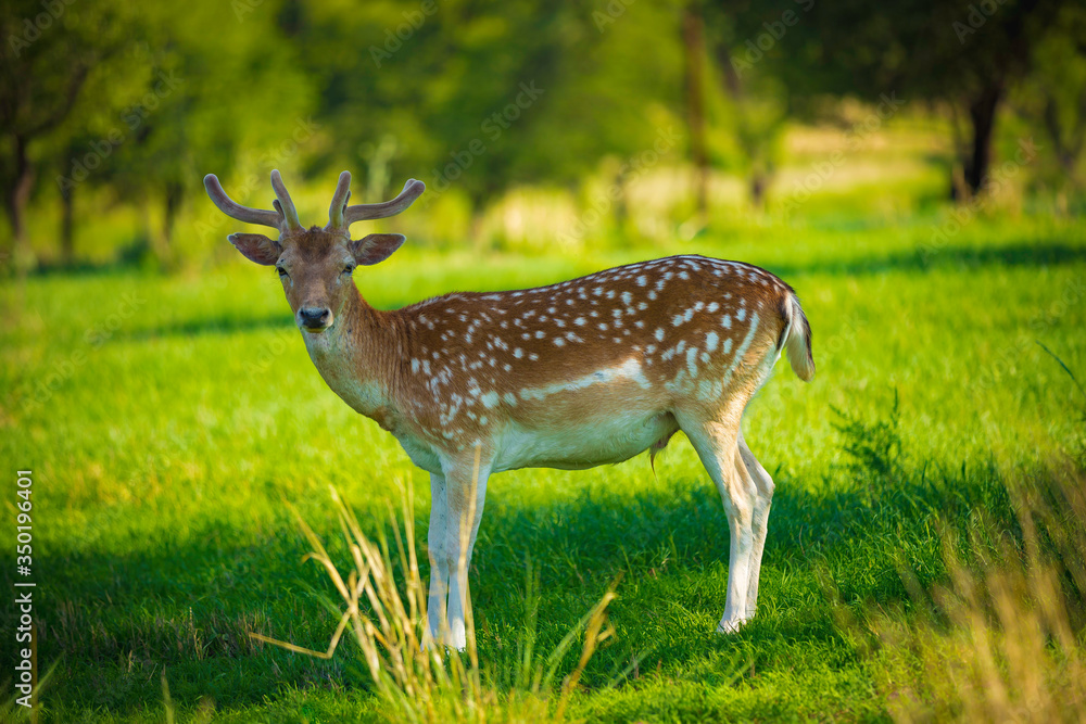 deer in the forest