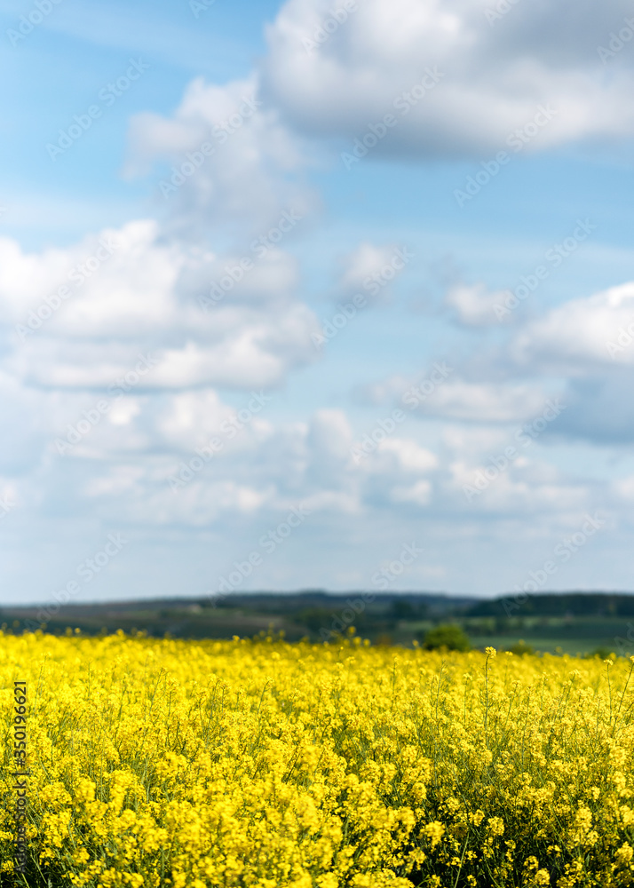 Beautiful outdoor sunny view of yellow rapeseed blossom field in spring or summer season against blue sky with clouds. Selected focus.