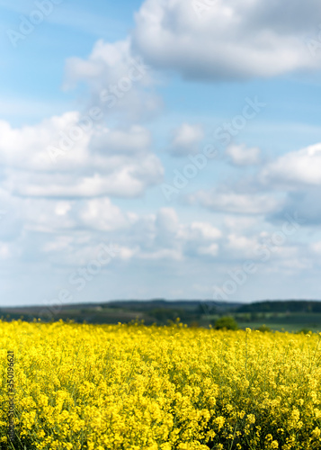 Beautiful outdoor sunny view of yellow rapeseed blossom field in spring or summer season against blue sky with clouds. Selected focus. © Oksana Schmidt