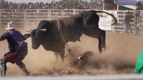 Dangerous black bull trying to kick a cowboy in a rodeo (30fps Slow Motion) photo