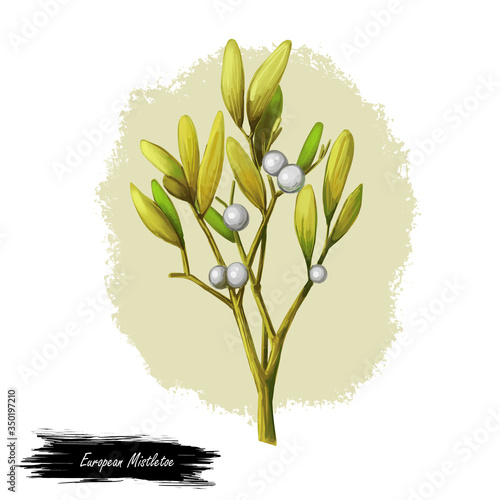 European common mistletoe isolated digital art illustration. Viscum album, mistle Viscum album growing on Populus species. Viscum album hemiparasite on several species of trees, herbal plant. photo