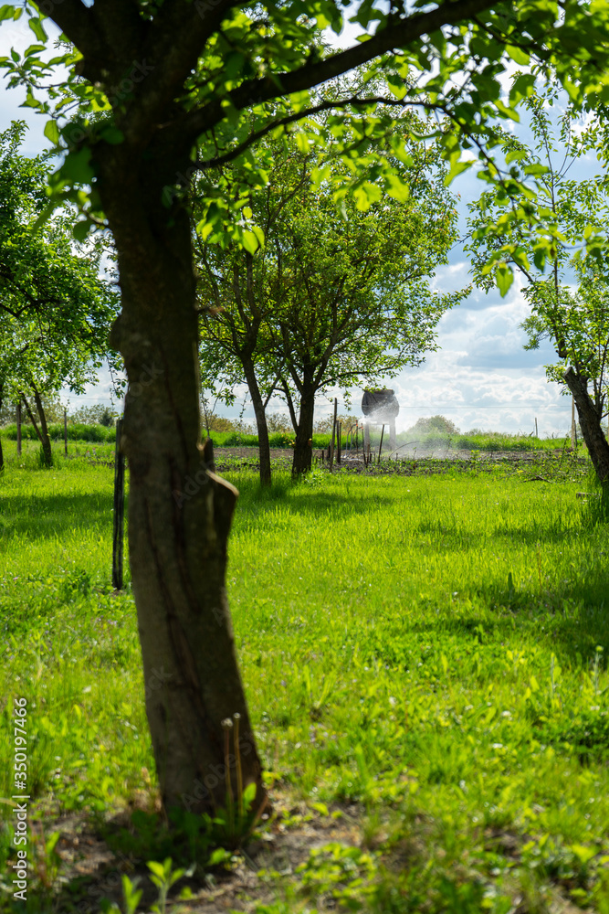 Obraz premium tree in the farm