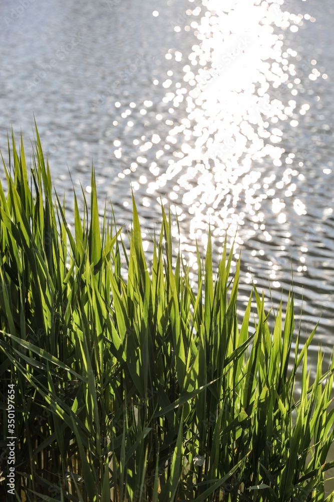 grass and water grass and water