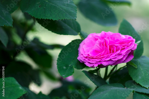 pink rose in the garden