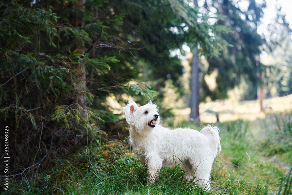 Funny cute dog playing outside in forest Funny cute dog playing outside in forest