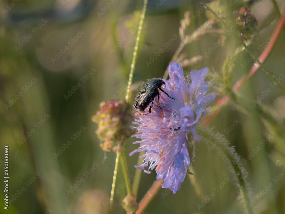 Insecte Insecte