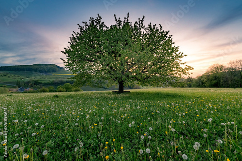 Fototapeta Naklejka Na Ścianę i Meble -  perfectly scaped spring tree in meadow