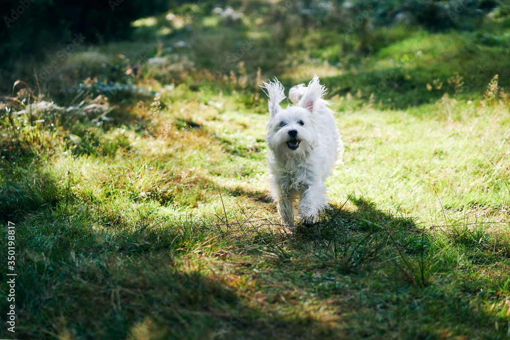 White adorable dog running in forest on sunny day White adorable dog running in forest on sunny day
