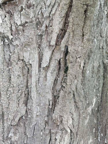 bark of a tree