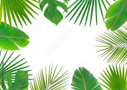 White background with tropical leaves. Foliar background. 