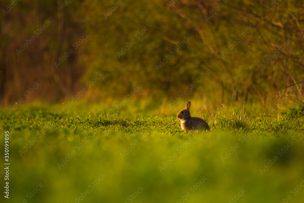 European rabbit - Oryctolagus cuniculus on a meadow European rabbit - Oryctolagus cuniculus on a meadow