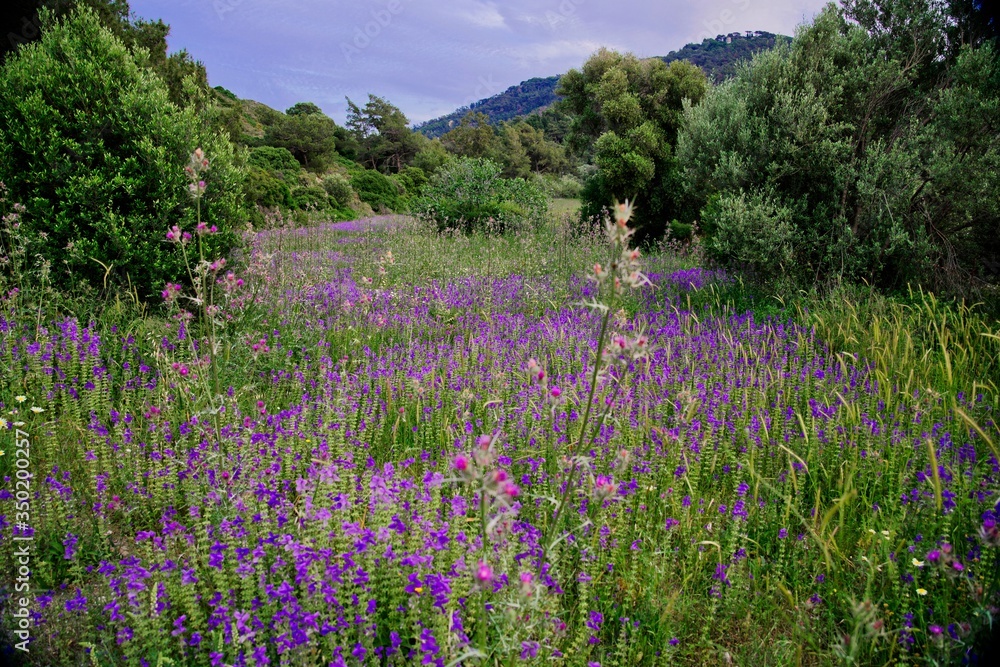 Mediterrane Blumenwiese auf Rhodos