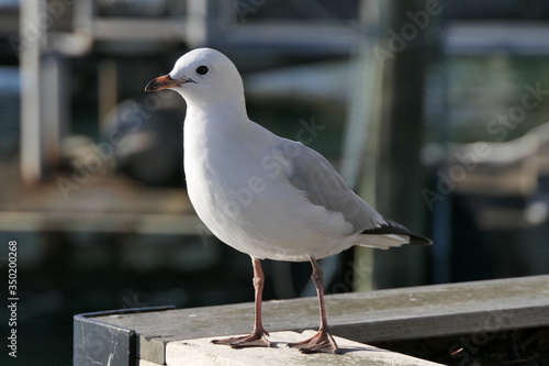 White seagull: beautiful close up of a standing gull
