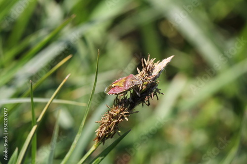 Beerenwanze (Dolycoris baccarum)