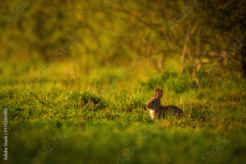 European rabbit - Oryctolagus cuniculus on a meadow © Creaturart