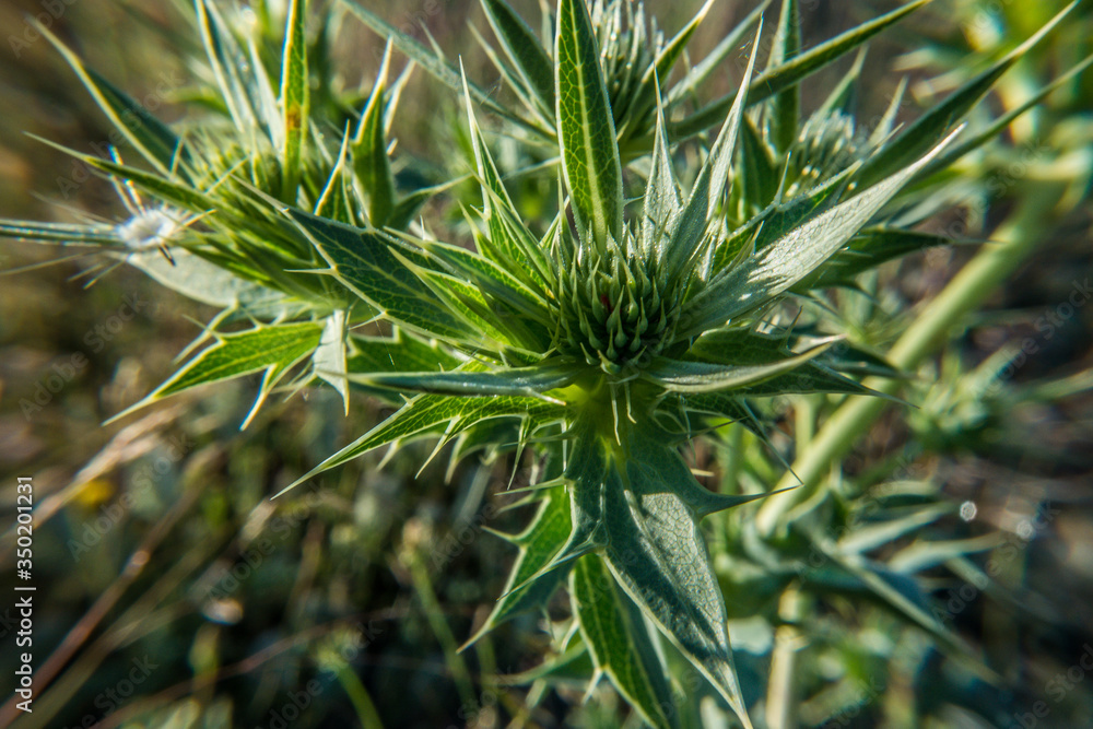 kwiat łąka natura wiosna promienie słońce roślina kwiat łąka natura wiosna promienie słońce roślina