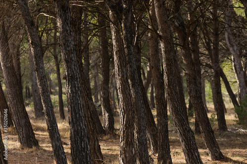 The trunks of a silent pine plantation in the Sanctuary of Misericordia, near Borja, in the province of Zaragoza, Spain.