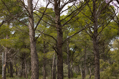 The trunks of a silent pine plantation in the Sanctuary of Misericordia, near Borja, in the province of Zaragoza, Spain.