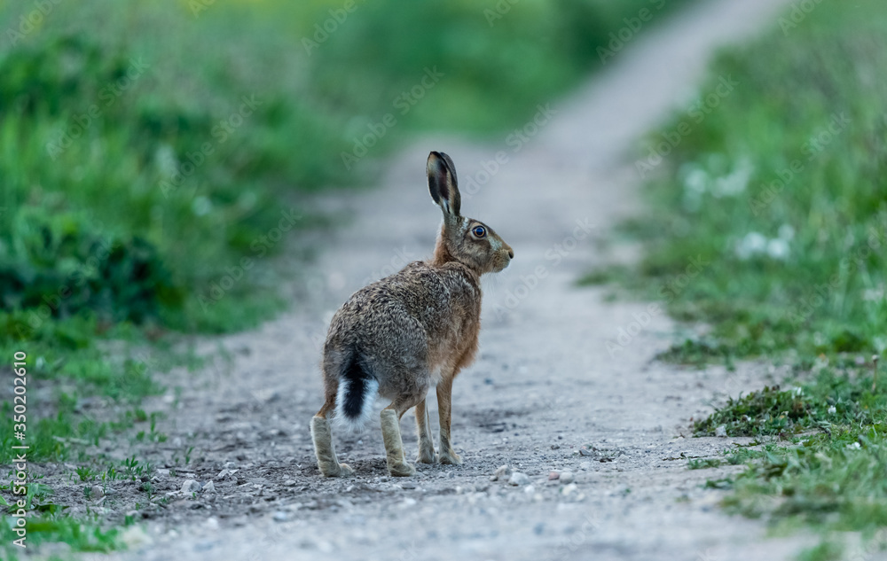 Hare in Springtime. (Scientific name: Lepus Europaeus) Alert, adult brown hare poised and ready to sprint off down a farm track. Facing right. Horizontal. Space for copy. Hare in Springtime. (Scientific name: Lepus Europaeus) Alert, adult brown hare poised and ready to sprint off down a farm track. Facing right. Horizontal. Space for copy.