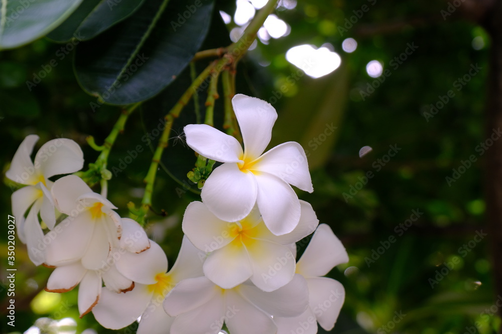 The Beautiful White Plumeria flowers are booming. The Beautiful White Plumeria flowers are booming.