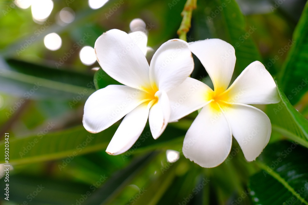 Fototapeta premium The Beautiful White Plumeria flowers are booming.