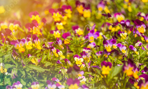 Bright lilac and yellow flowers of pansies. Sunny summer meadow
