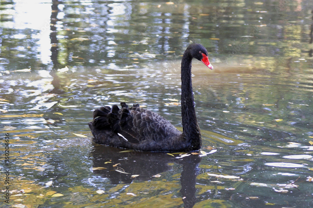 Black swan bird in autumn