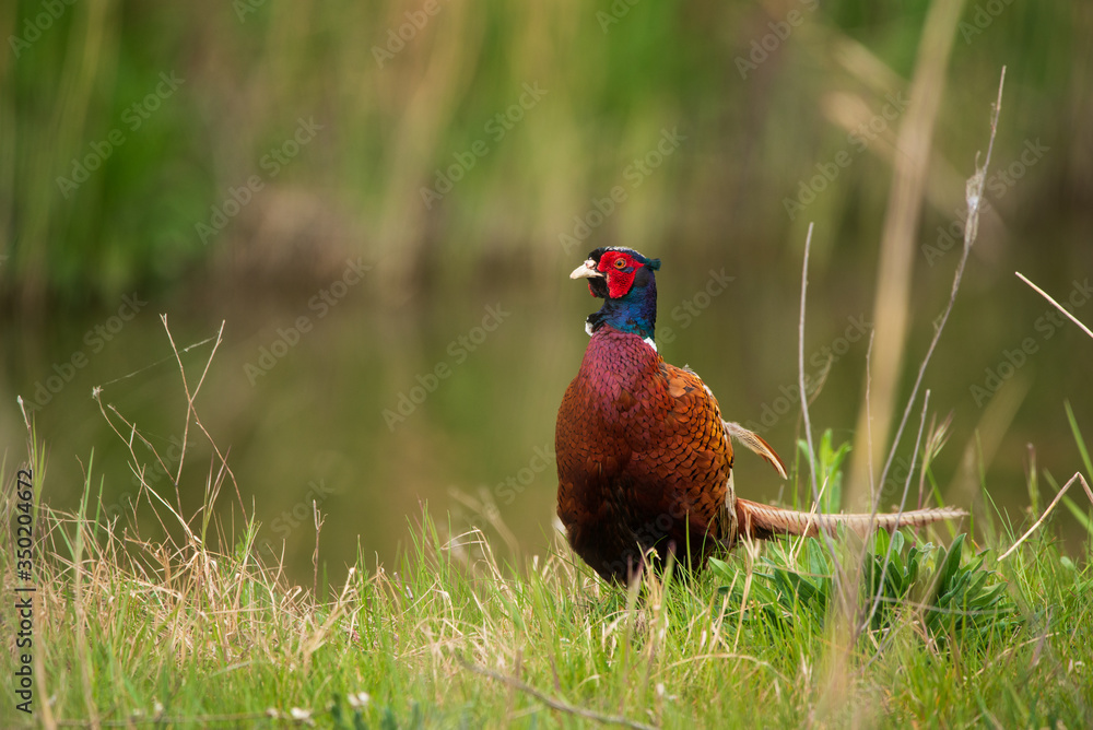 Fototapeta premium Common Pheasant Male - Phasianus colchicus in grass