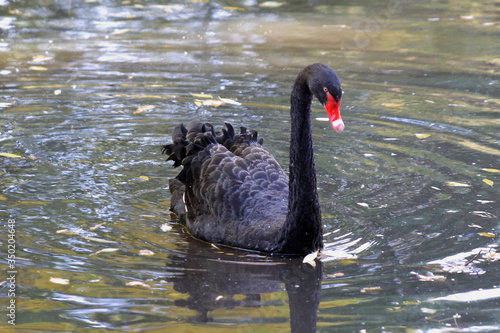 Obraz na płótnie
Black swan bird in autumn w salonie