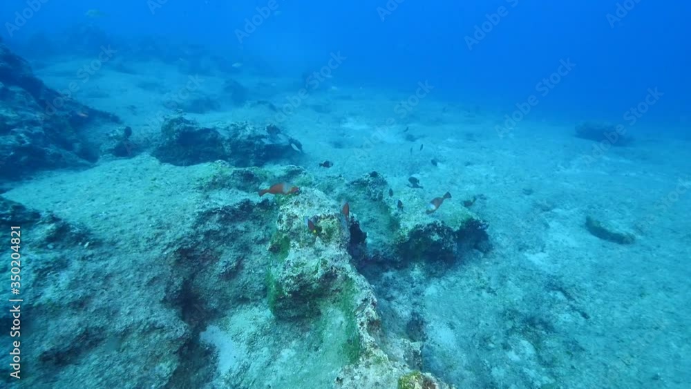 fish scenery underwater from mediterranean sea ocean scenery fish scenery underwater from mediterranean sea ocean scenery