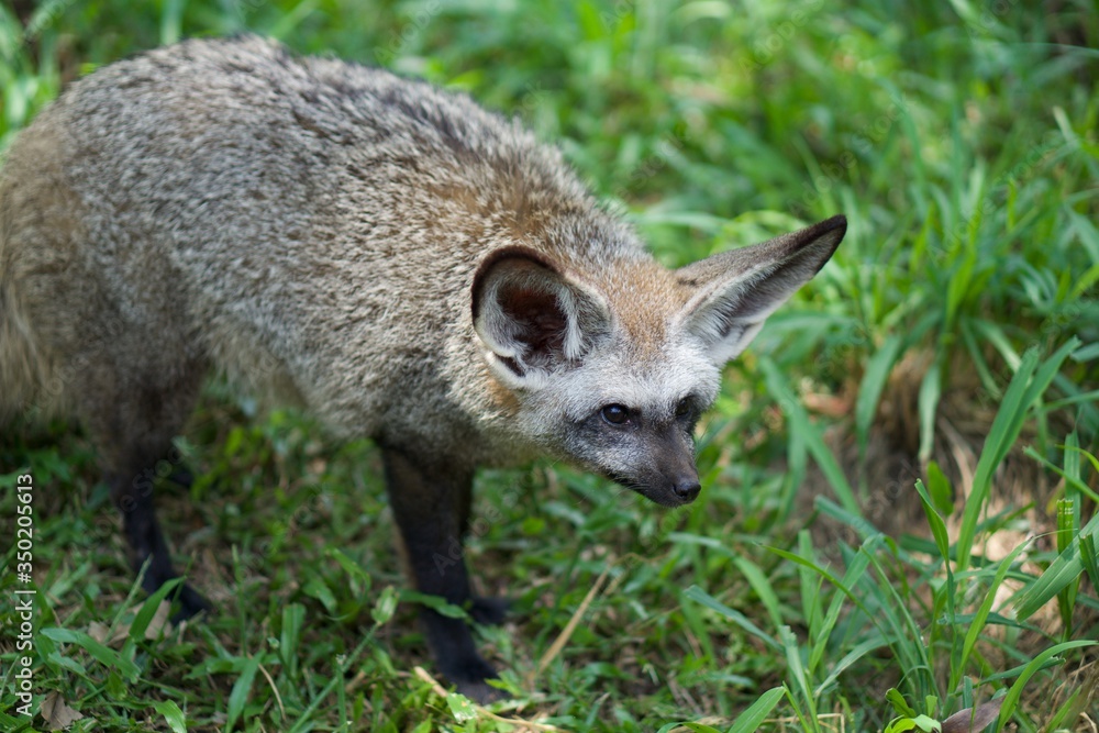Naklejka premium gray fox in Thailand zoo